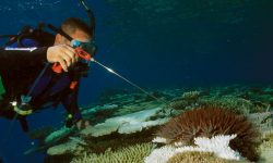 Nitrogen & the Great Barrier Reef