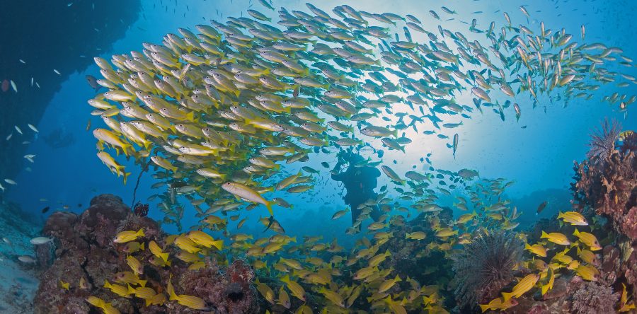 Seeking EOI’s – Wet Tropics Waterways Independent Chair