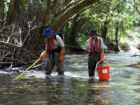 Electrofishing: Scientists Gather More Fish Data