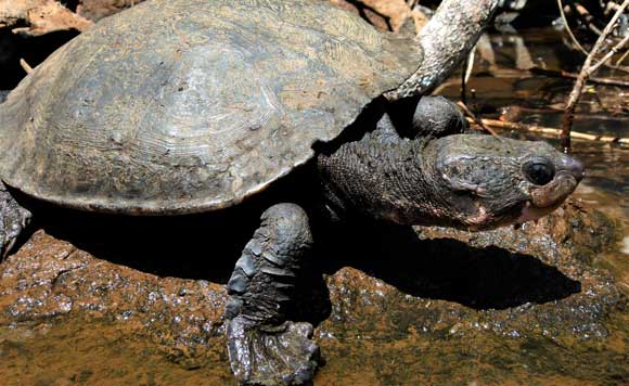 Johnstone River snapping turtle