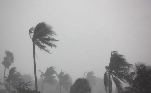Palm trees in extreme weather event