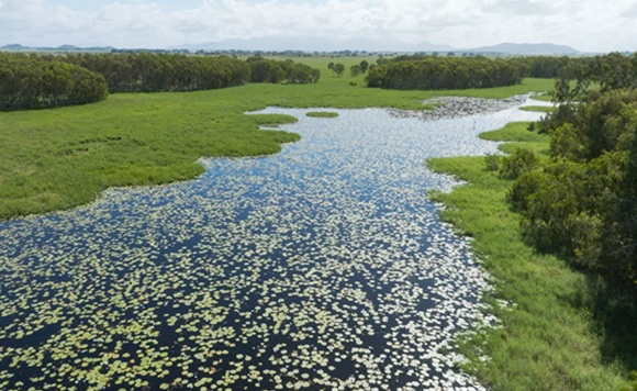 mungalla wetland