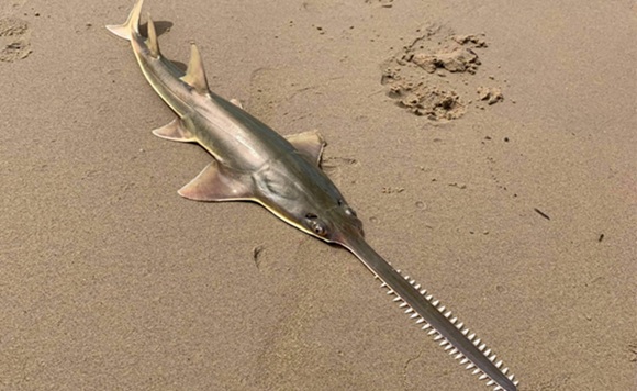 sawfish