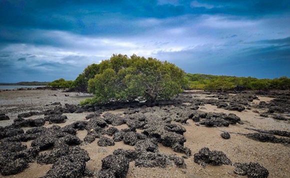oyster reef