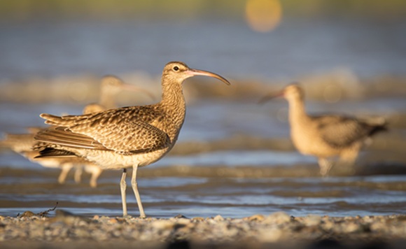 whimbrel