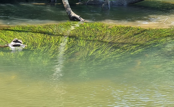 native eel grass